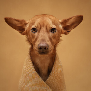 International Pet Photography Awards 2026: как снимали питомцев лучшие фотографы мира