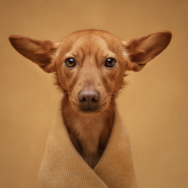 International Pet Photography Awards 2026: как снимали питомцев лучшие фотографы мира