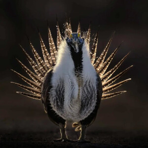 Птицы, которые говорят: голоса дикой природы в кадрах Bird Photographer of the Year