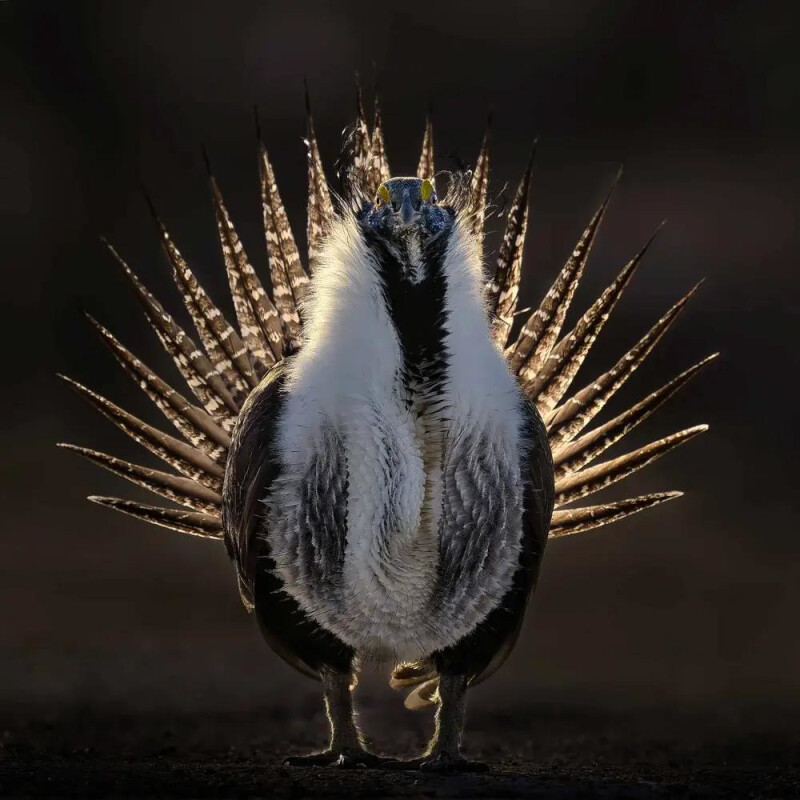 Птицы, которые говорят: голоса дикой природы в кадрах Bird Photographer of the Year