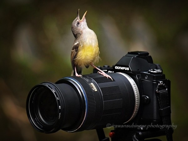 О фотографиях — хороших и не очень