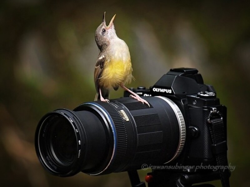 О фотографиях — хороших и не очень О фотографиях — хороших и не очень