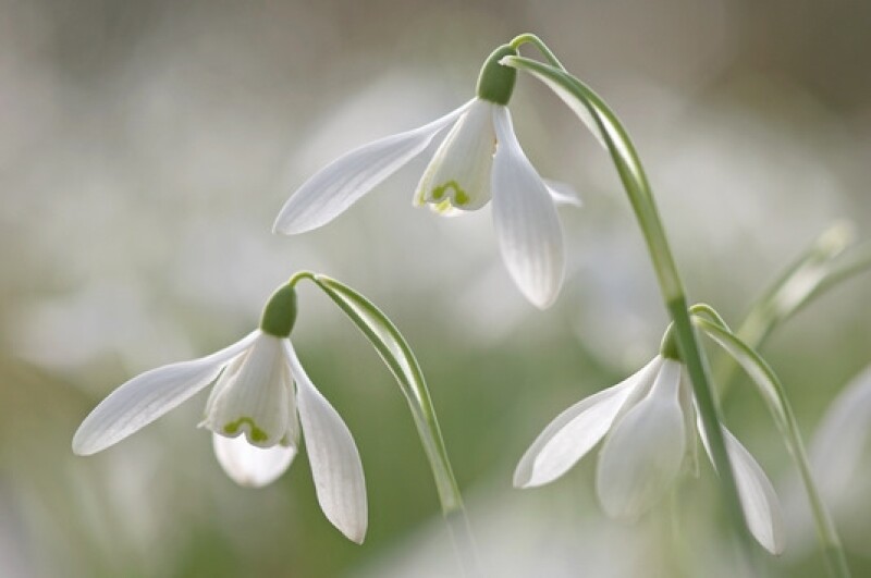 Топ-10 советов для фотографов-флористов