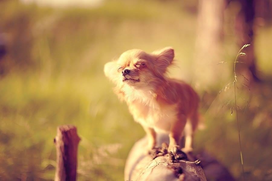 Как снимать домашних животных. Советы и приемы