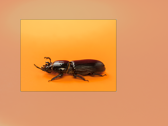 Сахарный жук-палеотида (sp. passalid), снятый в зоопарке насекомых Кетчума, Айдахо
