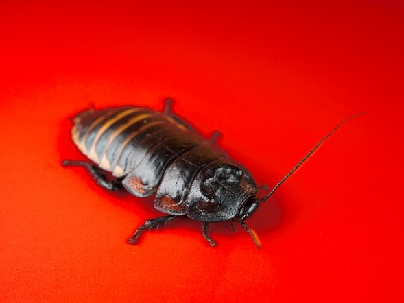 Мадагаскарский шипящий таракан (Sp.Gromphadorhina), снятый в зоопарке насекомых Кетчума, Айдахо