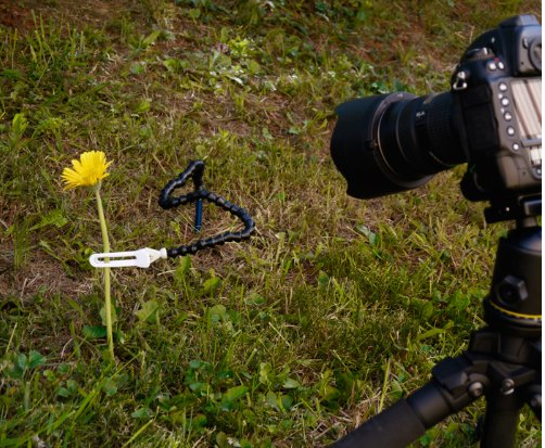 как фотографировать цветы