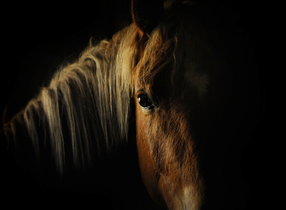 Лошади - одни из самых красивых животных в мире, благодаря своим величественным движениям и изящности, становятся прекрасными объектами для фотографов. Профессиональный фотограф Anabel Dflux делится десятью советами для конной фотографии