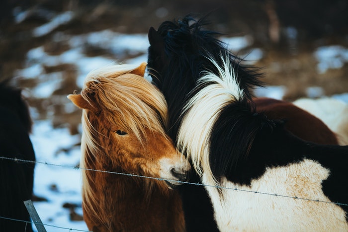 Лошади - одни из самых красивых животных в мире, благодаря своим величественным движениям и изящности, становятся прекрасными объектами для фотографов. Профессиональный фотограф Anabel Dflux делится десятью советами для конной фотографии