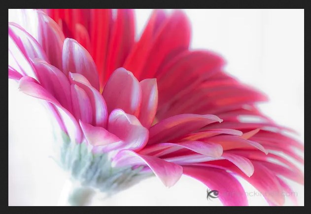 Снимаем цветы. 10 советов по созданию идеальной фотографии