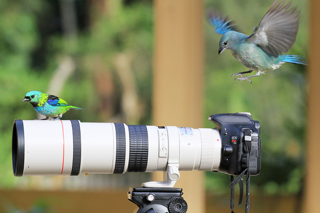 как фотографировать птиц в полете