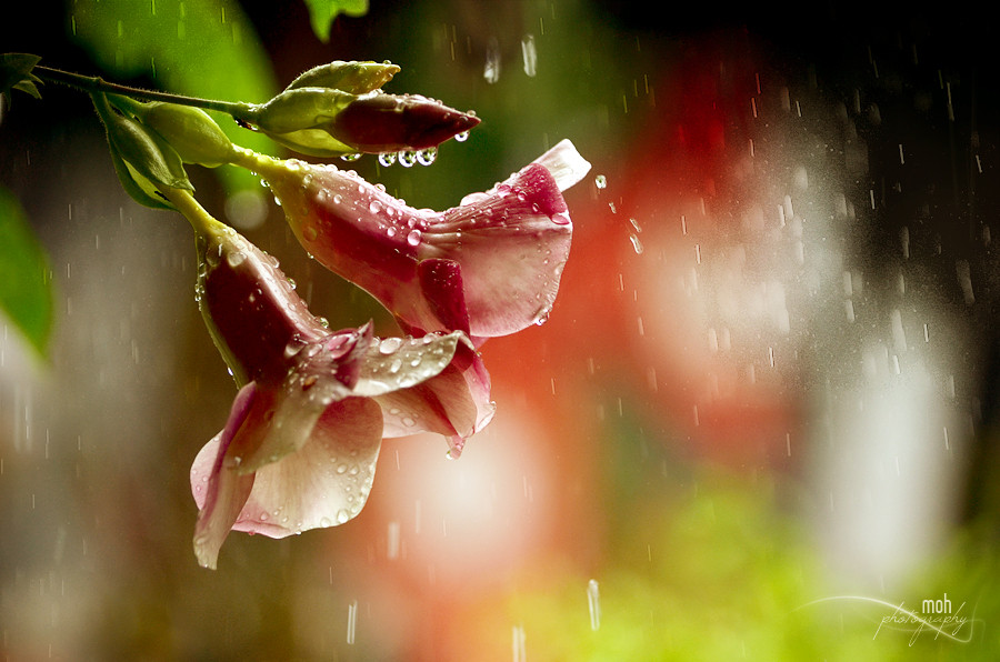 красивые фотографии цветов в дождь