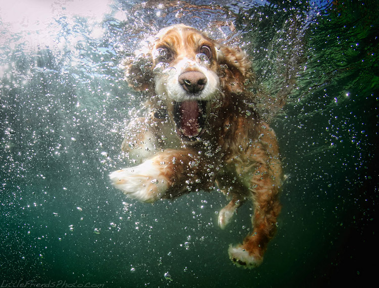проект подводные собаки